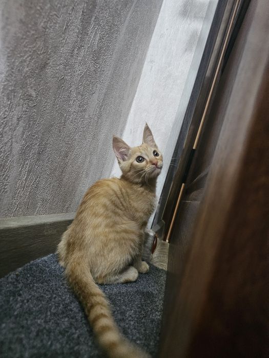 Рыжий Котёнок Мальчик в Добрые Руки!