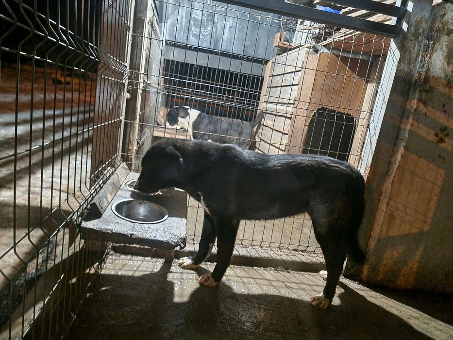 Femela asia centrala 1.2 ani