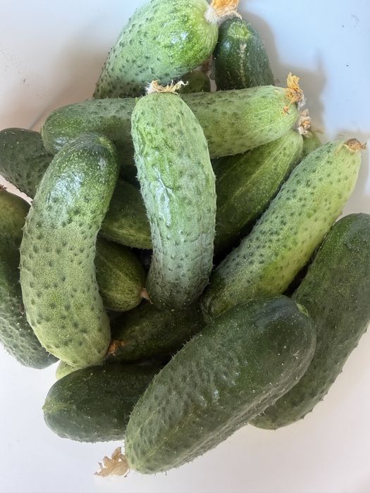 Огурцы домашние. Продам