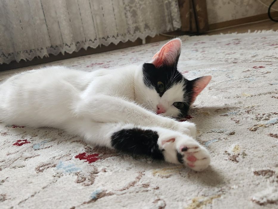 Отдам кошечку в добрые руки