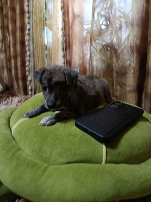 Отдаю щеняток в добрые руки