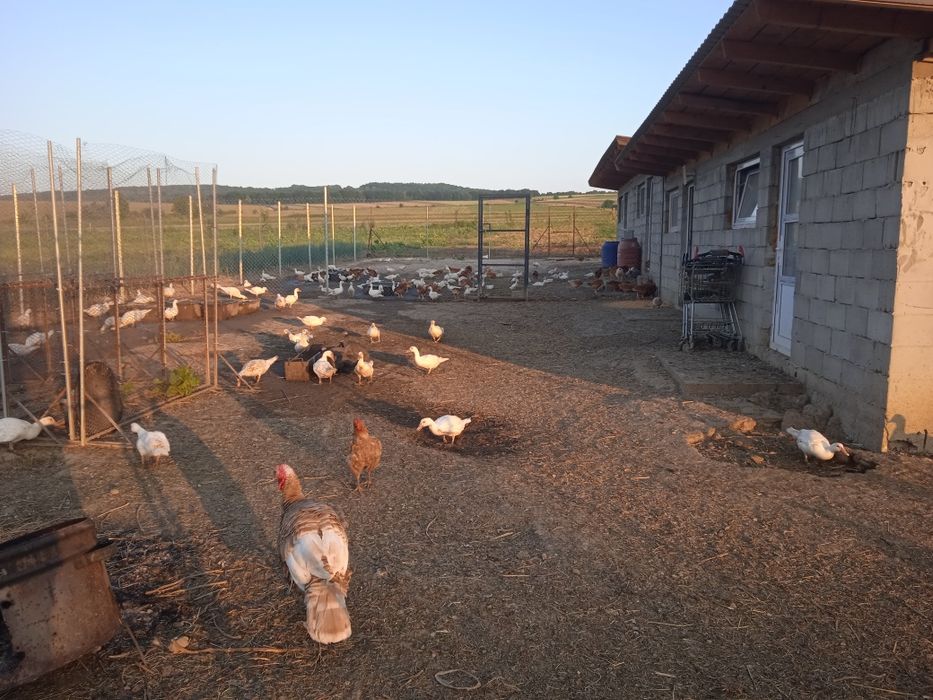 Pui crescuți natural