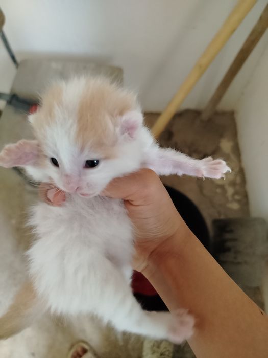 Турецкая ангора бтлалари сотилади