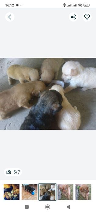 Щеночка в добрые руки