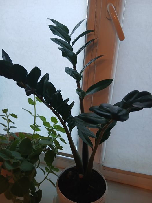Продам домашние цветы