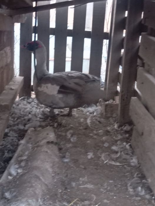 Продаю индоуток !!!молодых