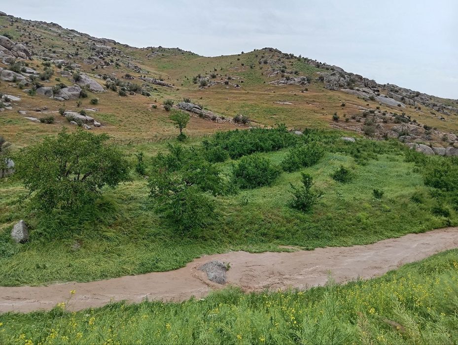 Manzarali daraxt  ko'chatlari