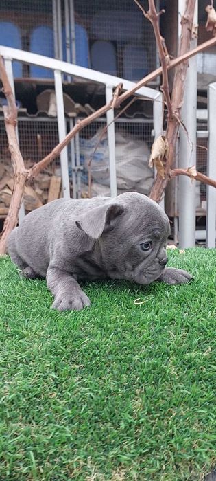 Малыши французики