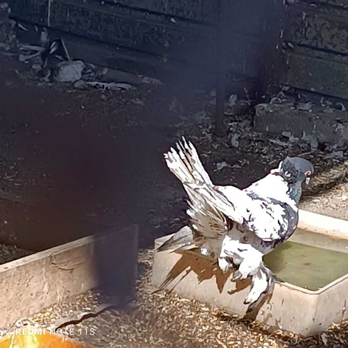 Голуби декоративные в Рудном.