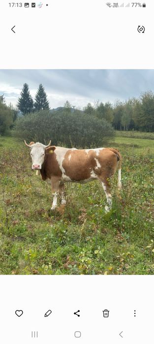 De vînzare vacă și jurincă