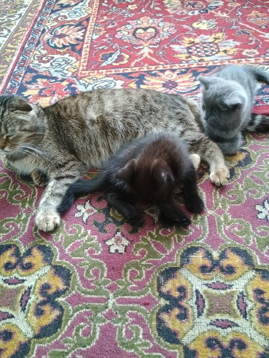 Отдам котят в добрые руки