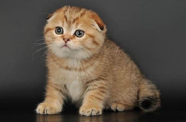 Золотая шиншилла вислоухая фото Золотая шиншилла вислоухая фото