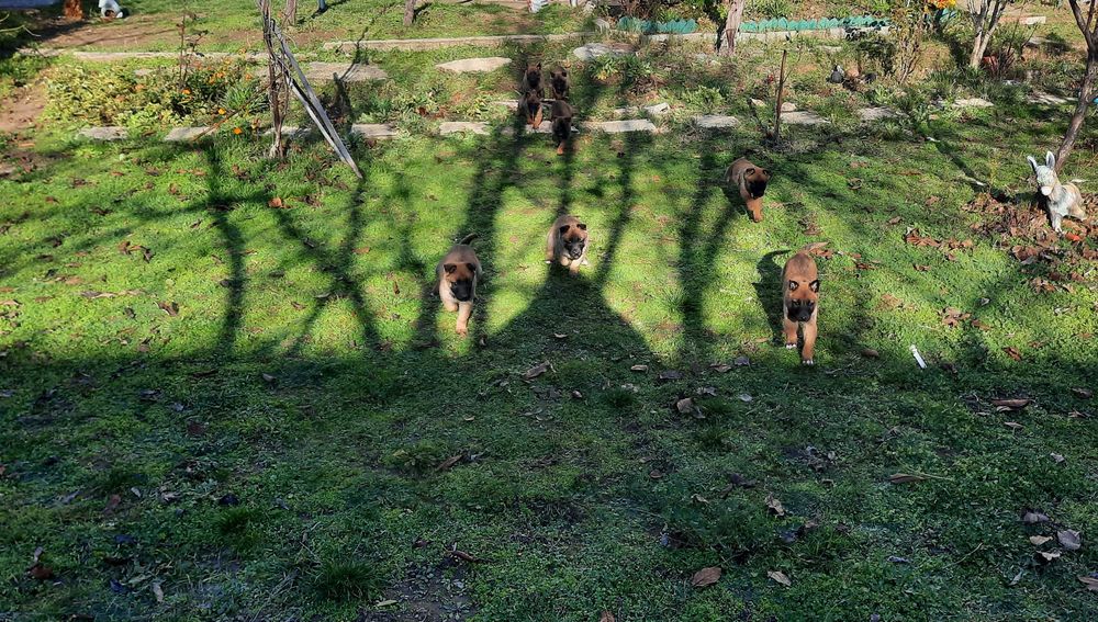 Белгийска овчарка Малиноа