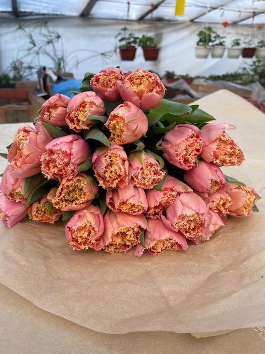 Тюльпаны крупные по 700тг