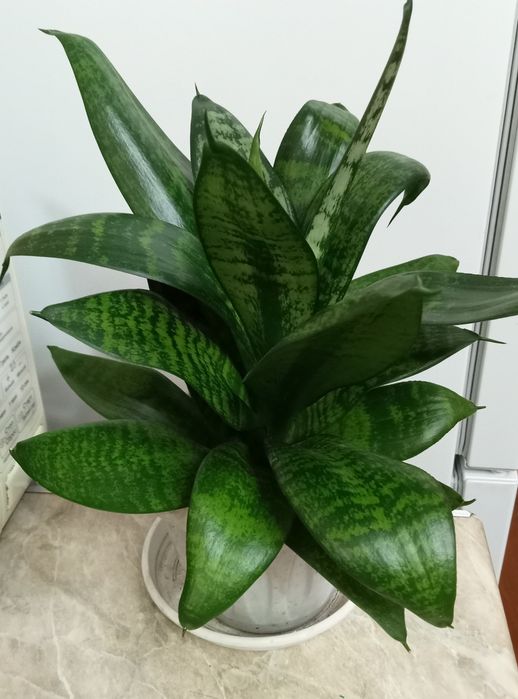 Продам комнатные цветы