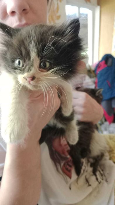 В добрые руки котят