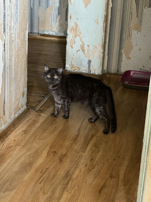 Отдам котика в хорошие руки (Девочка)