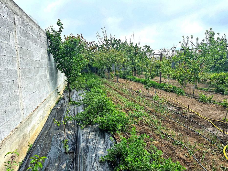 Proprietar – teren intravilan 1.522 mp, 2 intrări utilități gard beton sere lac – zona CAP