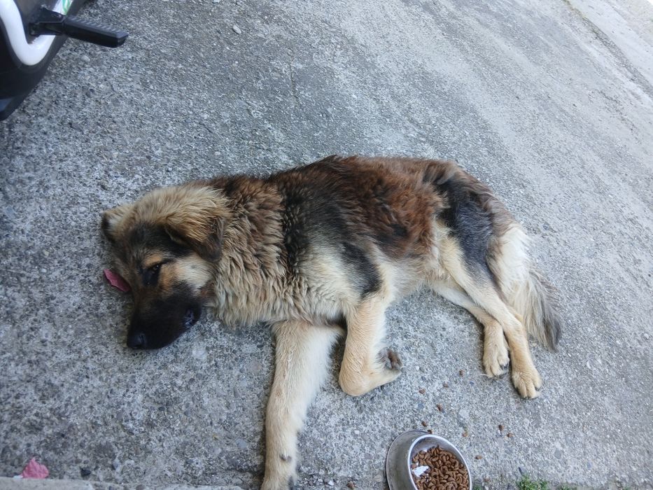 Donație căței metisi