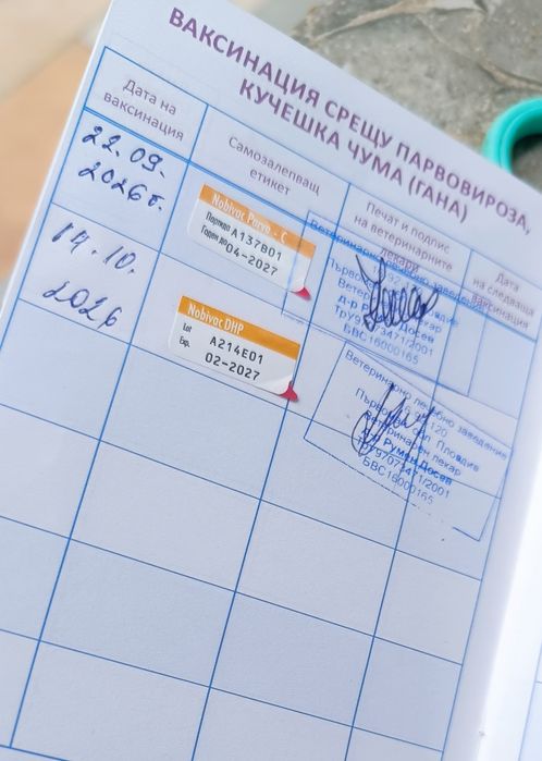 Померан, померанче