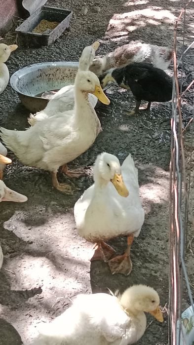 Утки домашние . Срочная продажа