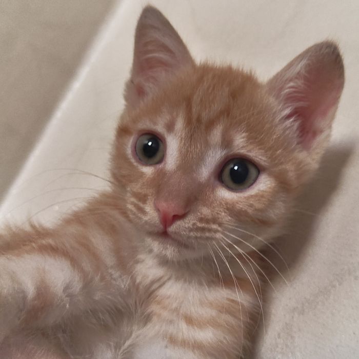 Котёнок 3 месяца