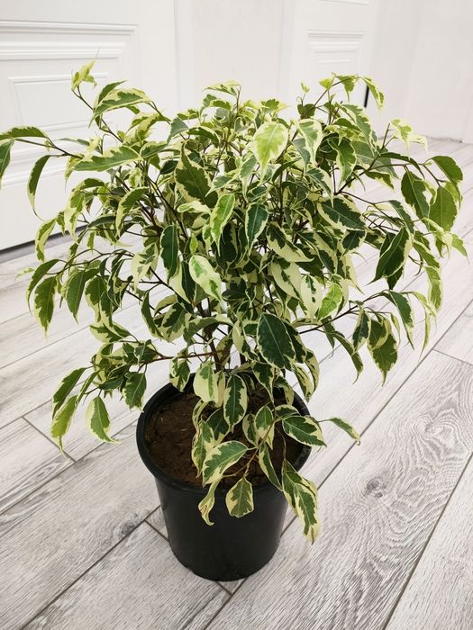 Комнатные цветы, доставка