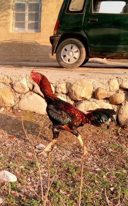 Dakan xo'roz urushgich yoshiga yetgan