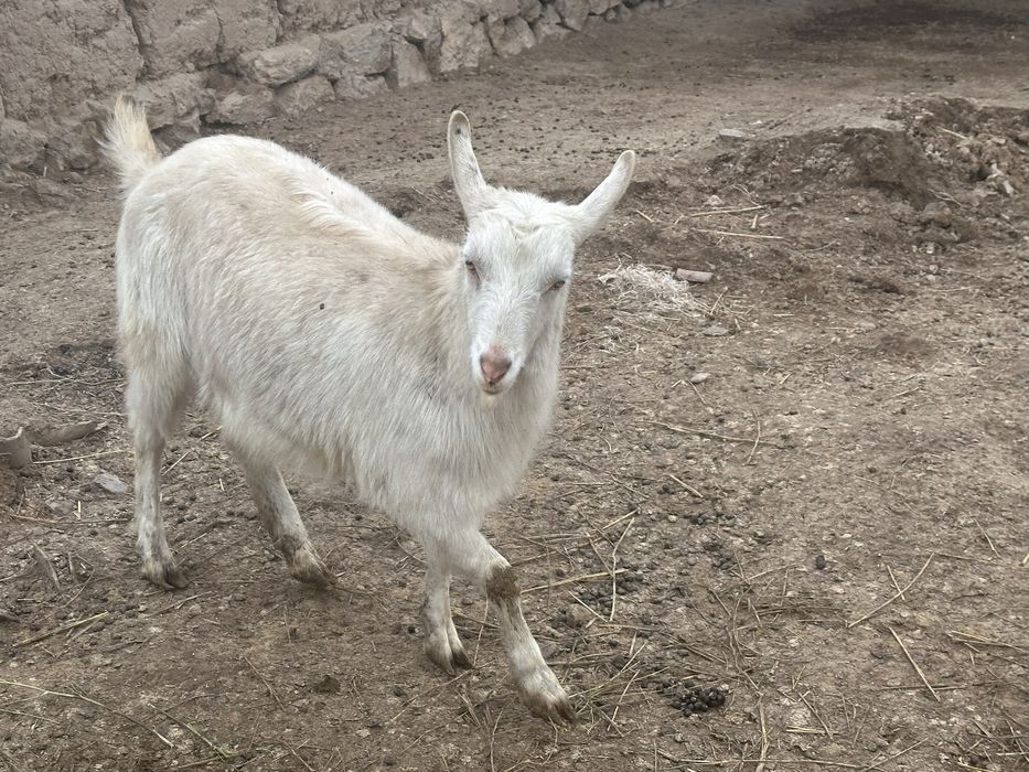 Орыс ешкі сатылады