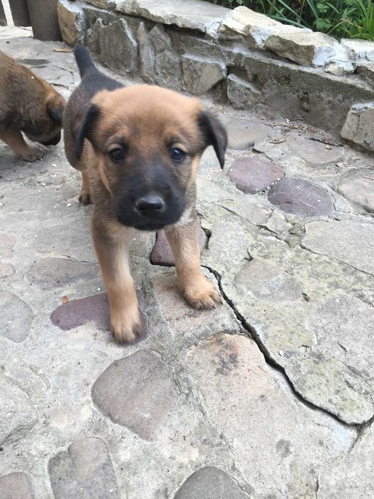 Donez căței metiși ciobănesc belgian