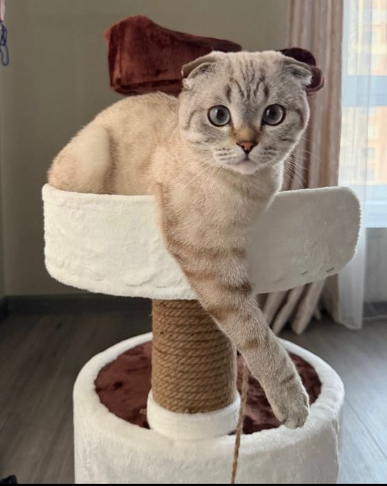 Котенок .продам.