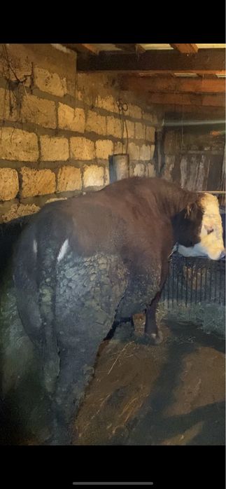 Откорм бұқа 6 бас—(бык)