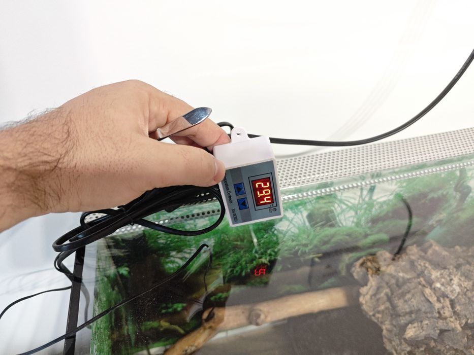 Леопардов гекон момче