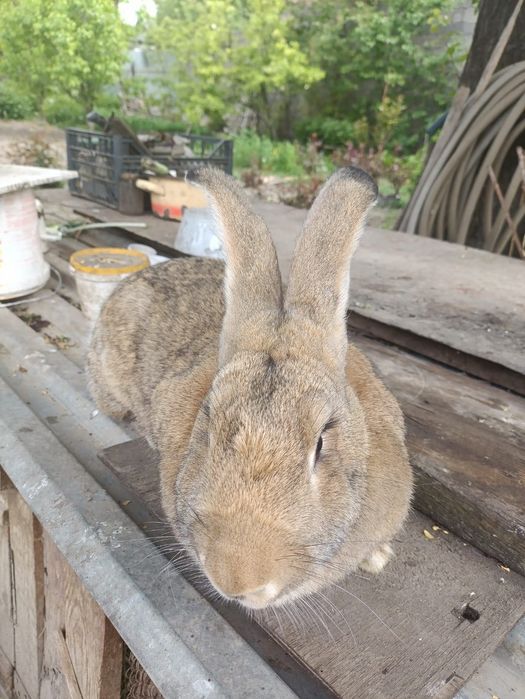 Продам двух самок кроликов