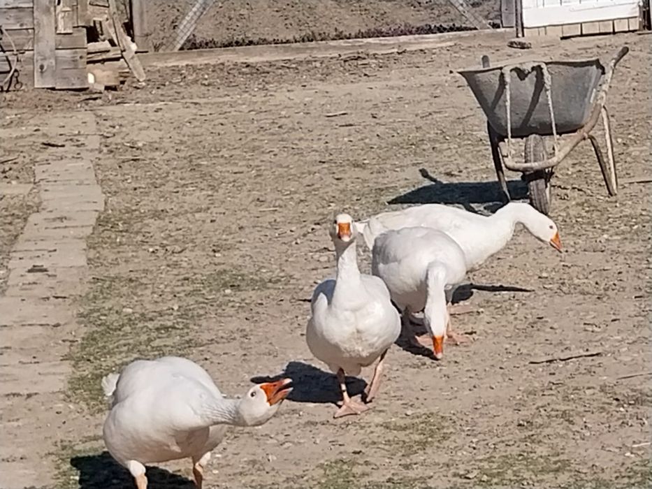 Ouă de gâște albe de casă de vânzare