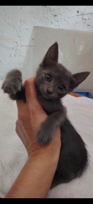 Котята в добрые руки, Бесплатно