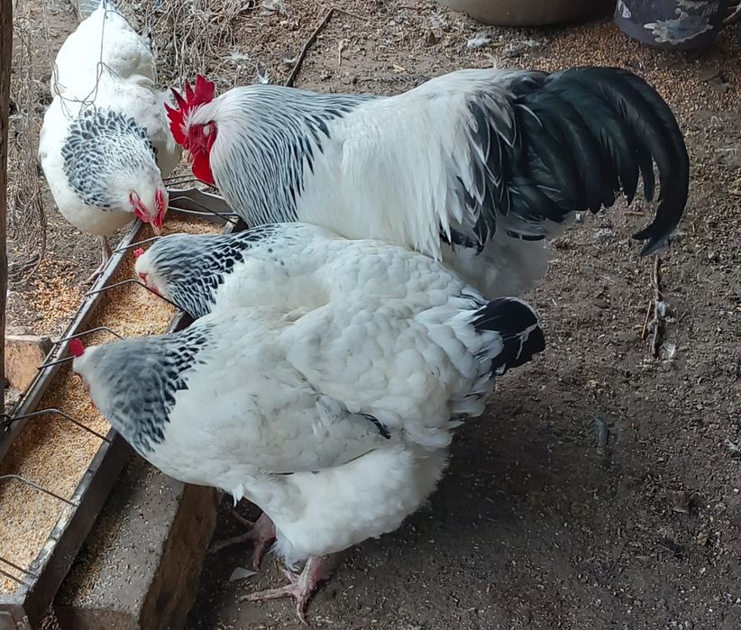 Ouă incubat sussex herminat deschis