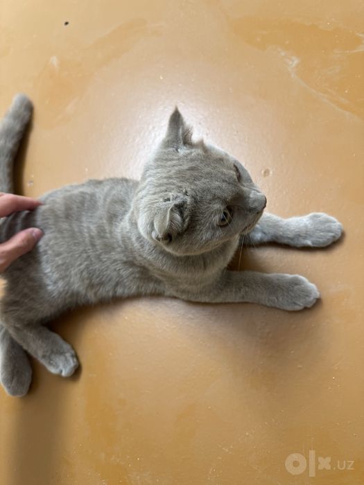 Scottish fold mushigi