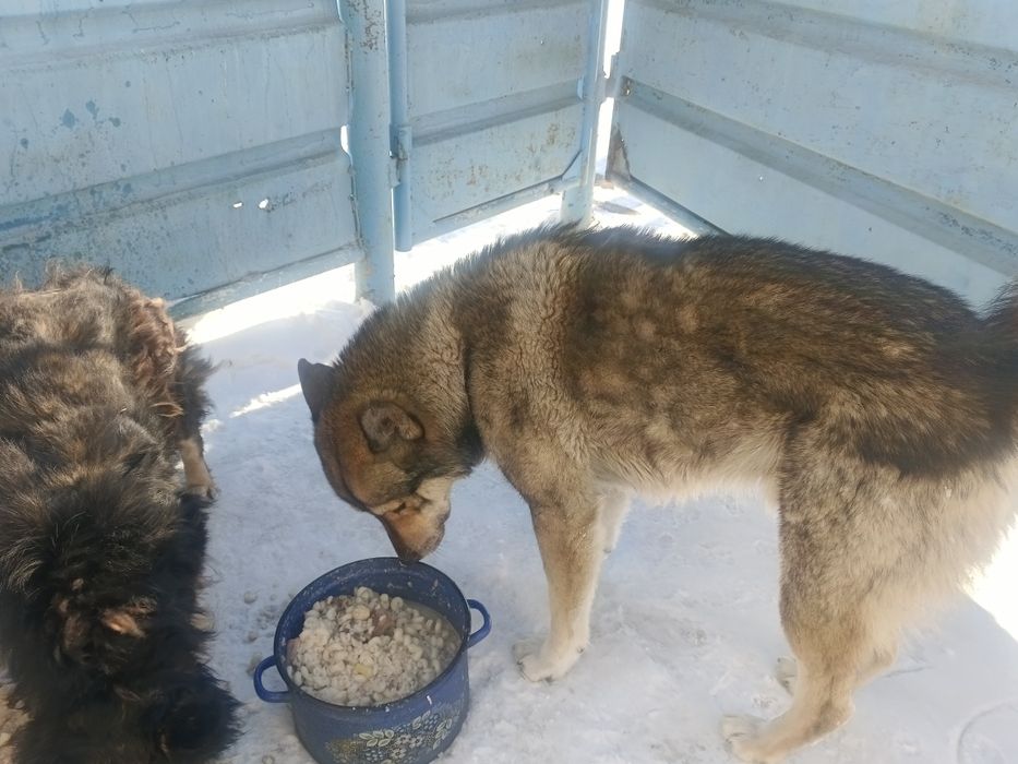 Отдам щенков девочки