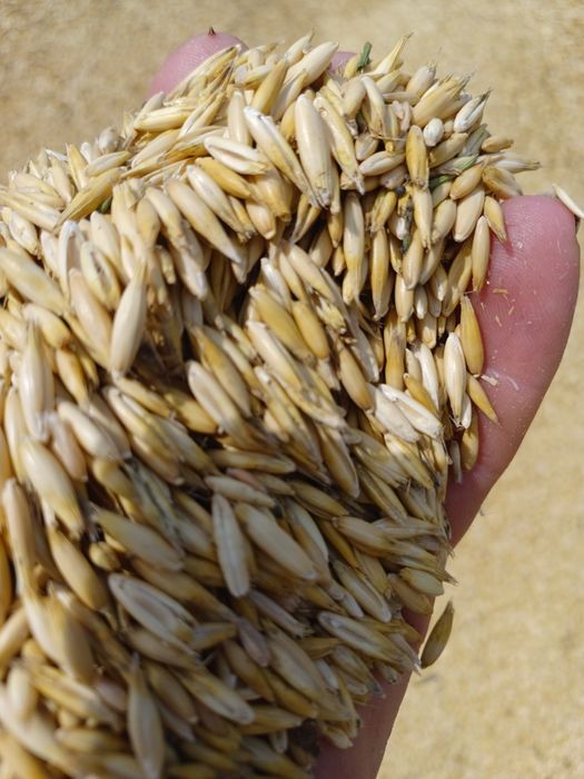 Vînd ovăz de sămînță