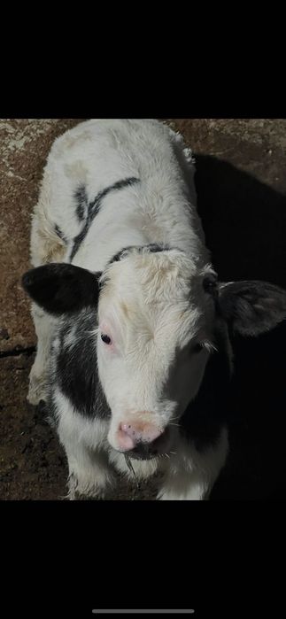 Vând doi vitei albastru belgian