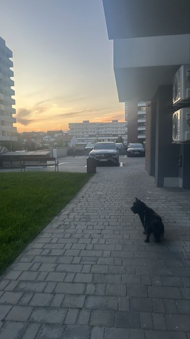 Petsitter Cluj-Napoca