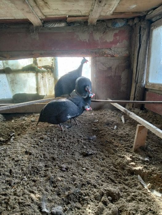 Цесарки тауык куры