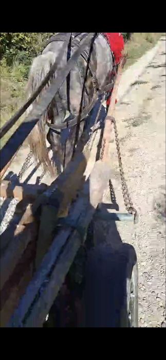 Cal de vânzare castrat șase ani