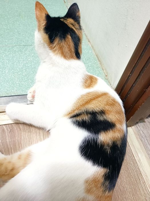 Кошка отдам даром