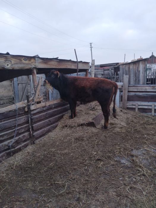 1,5 жасар тайынша сатылады