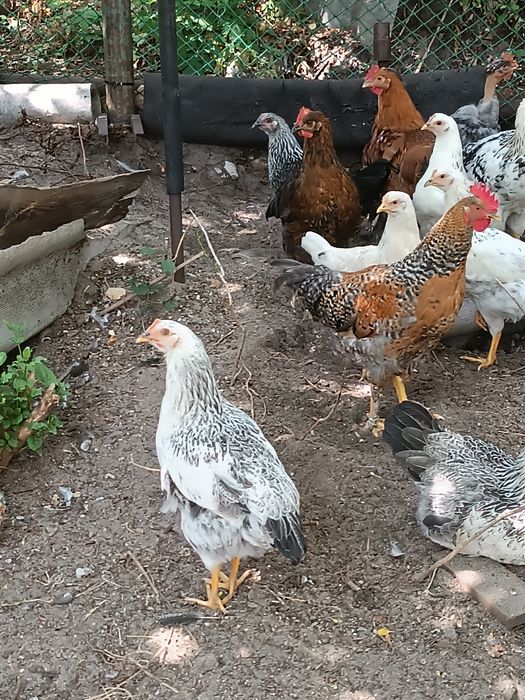 Продам курочек молодок и петушкков