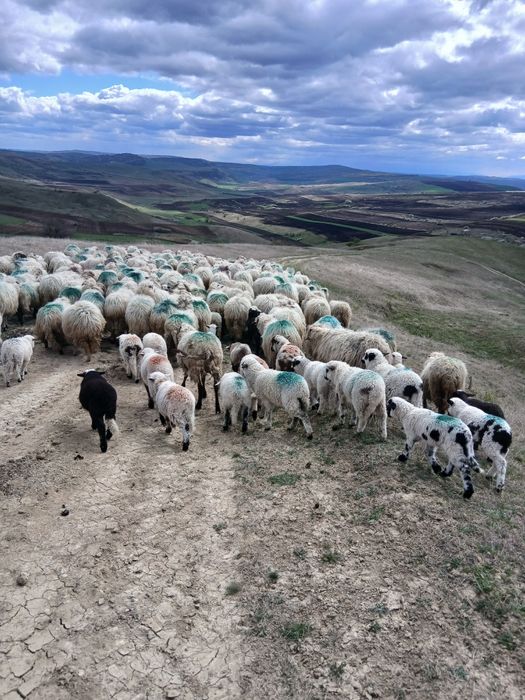 Vand 200 de oi tinere