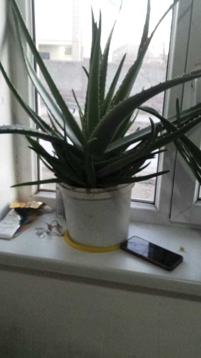 Алоэ гули сатылады бағасы келисемиз