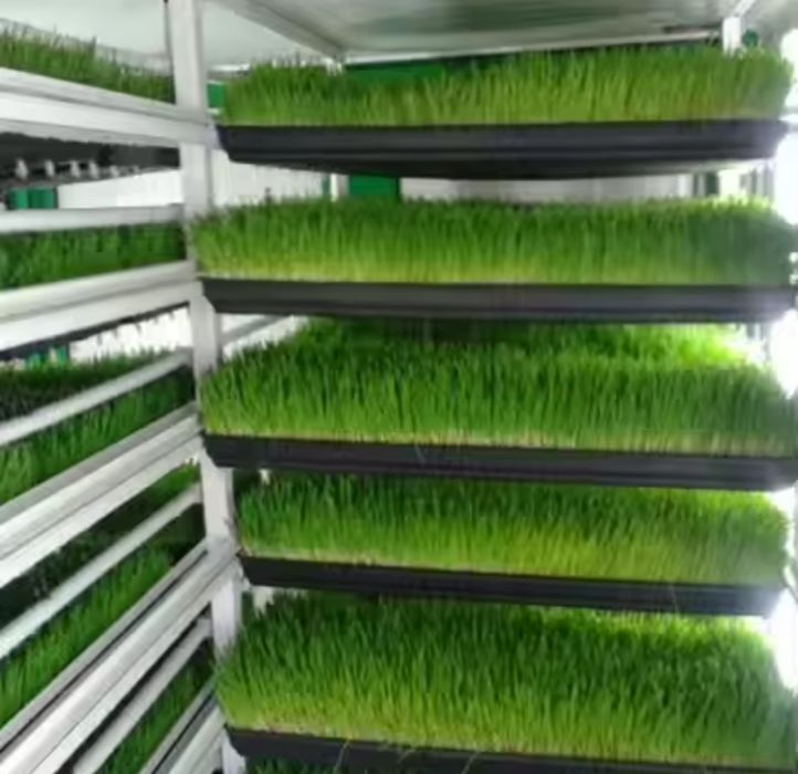 ГИДРОПОНИКА махсулотлари